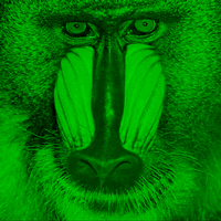 baboon green