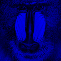 baboon blue