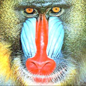 brighter baboon
