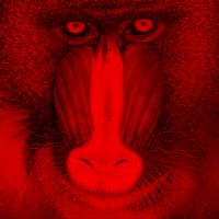 baboon red